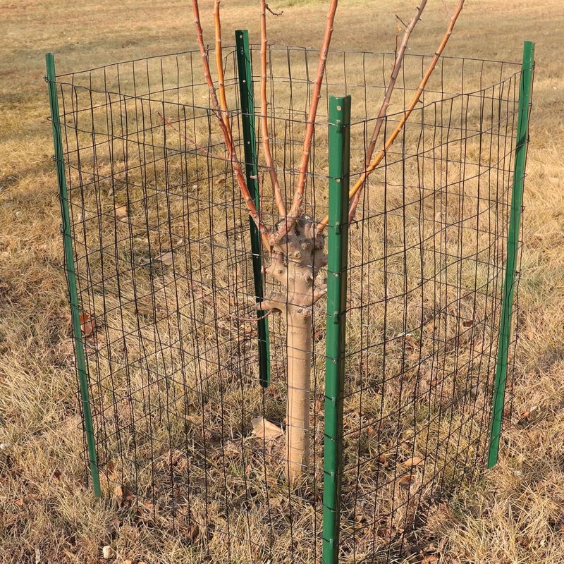 FOREHOGAR Black PVC Coated Welded Wire Fence 36 Inch x 25 Foot, 2 Inch x 3 Inch 16GA, Garden Border Fencing Roll Vinyl Coating Metal Wire Mesh for Yard Vegetable Plant Protection Poultry Netting - Image 5